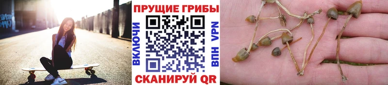 Псилоцибиновые грибы мицелий  Купить закладки  Выкса 